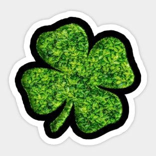 Lucky Shamrock Sticker